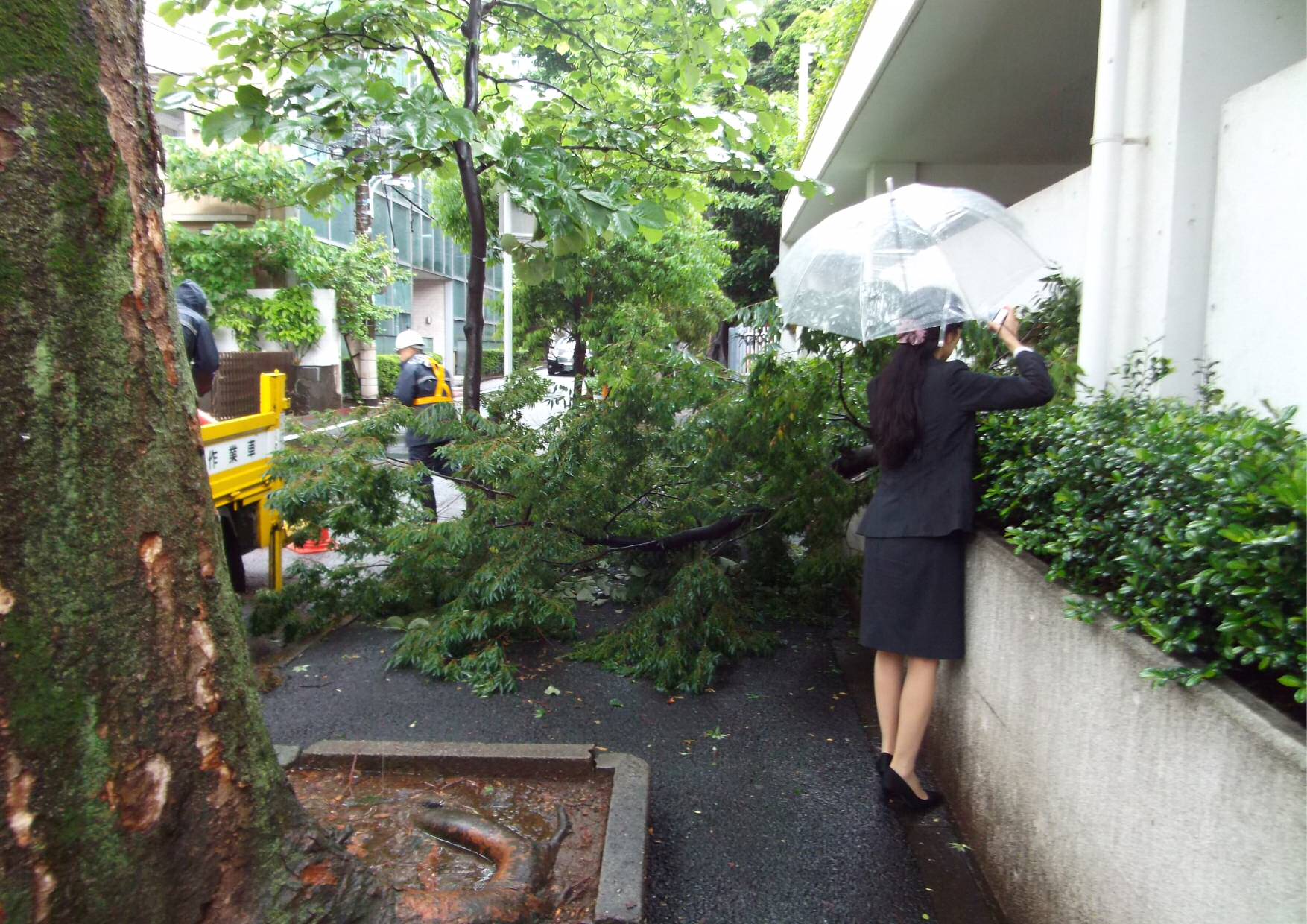 三田綱町　大雨による樹木の枝折れ対応