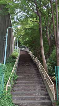 青山橋階段の樹木